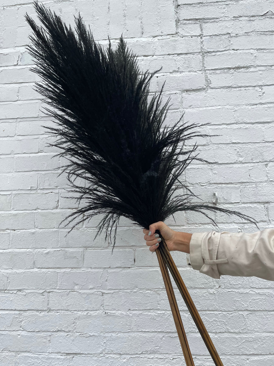 Tall Fluffy Black Pampas Grass – Stix & Stems