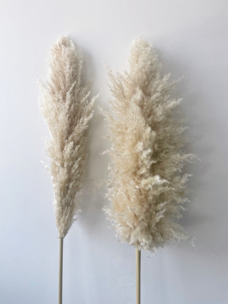 Pampas Fluffing Before & After 