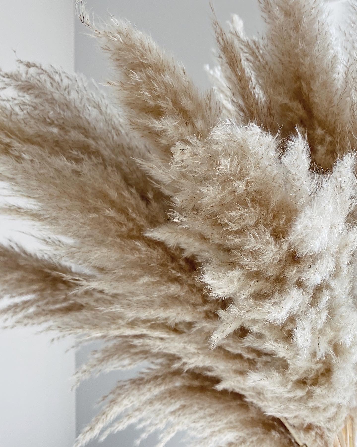 Large Extra Fluffy Beige Pampas
