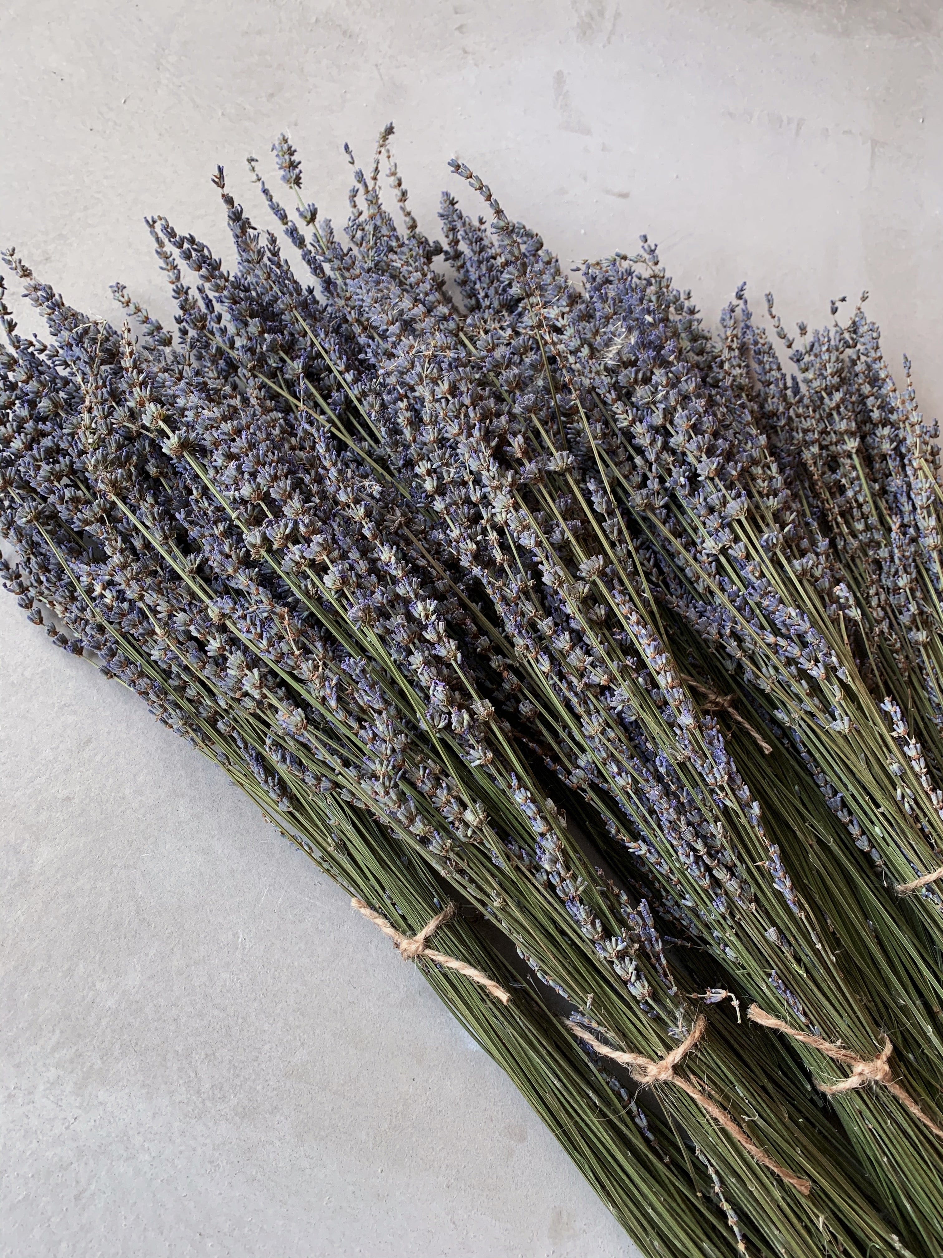 Dried Bunch of Lavender