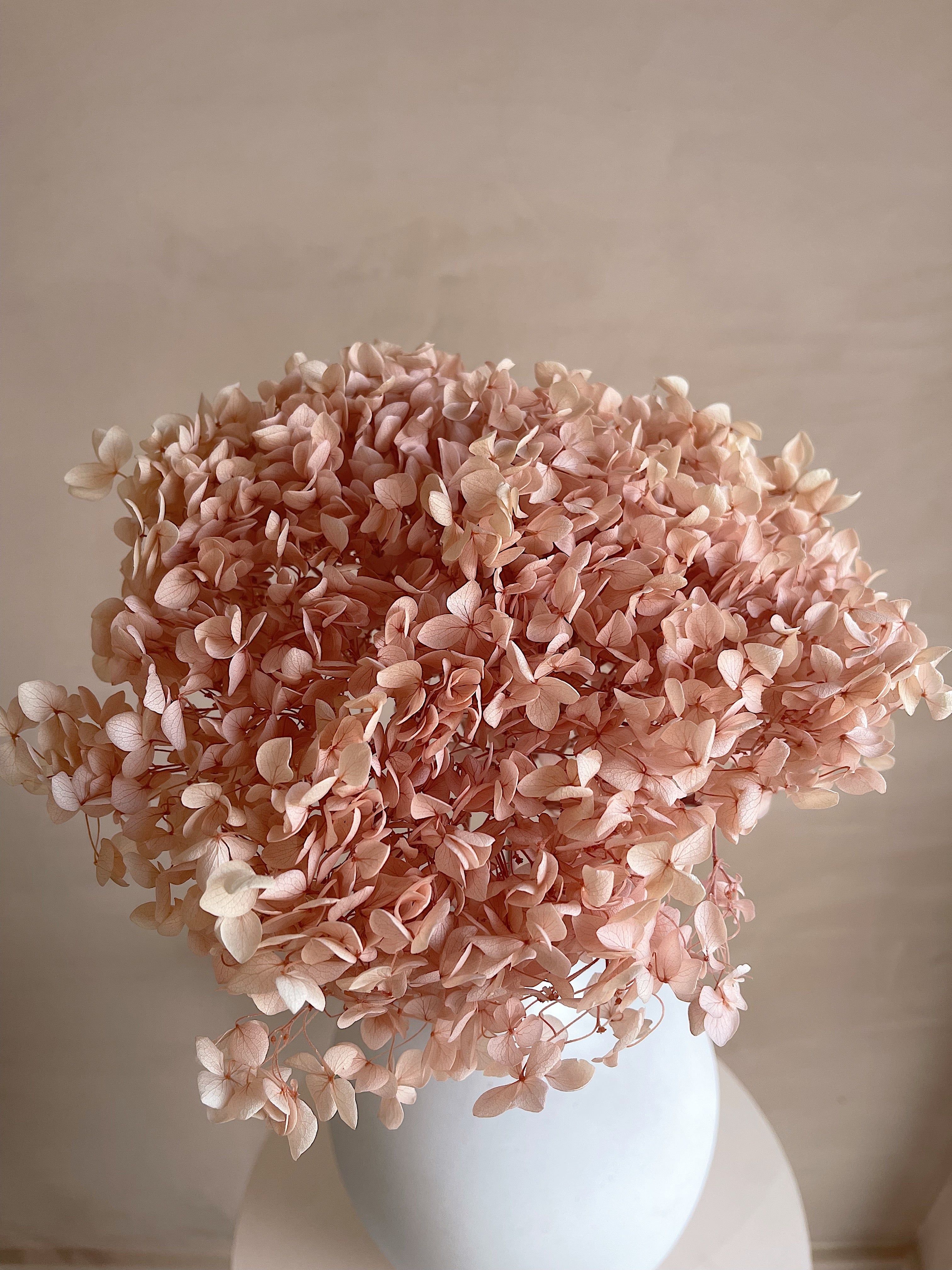 Dusty pink preserved Hydrangea
