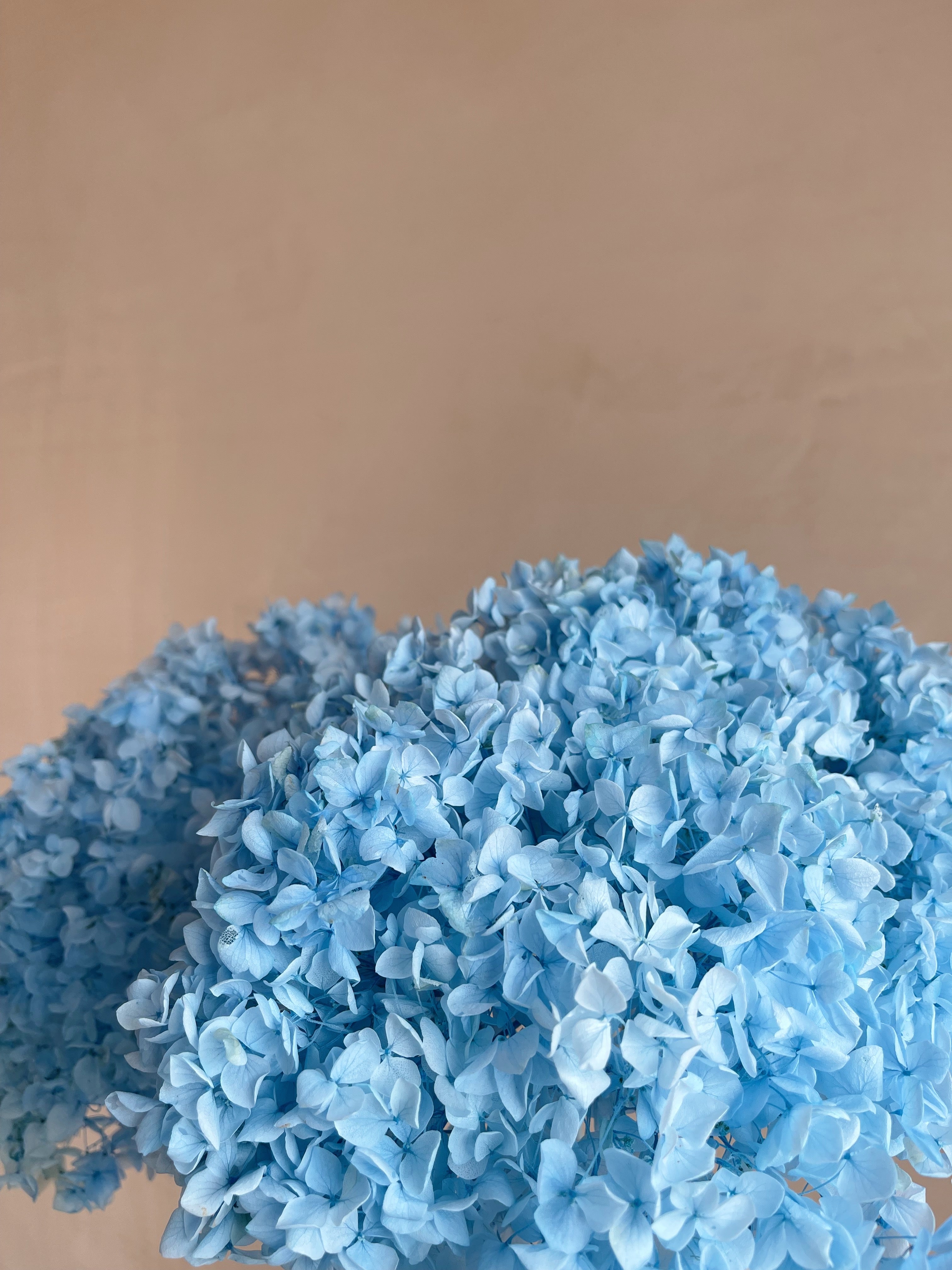 Blue flower preserved dried hydrangea cotton free delivery – Dawn