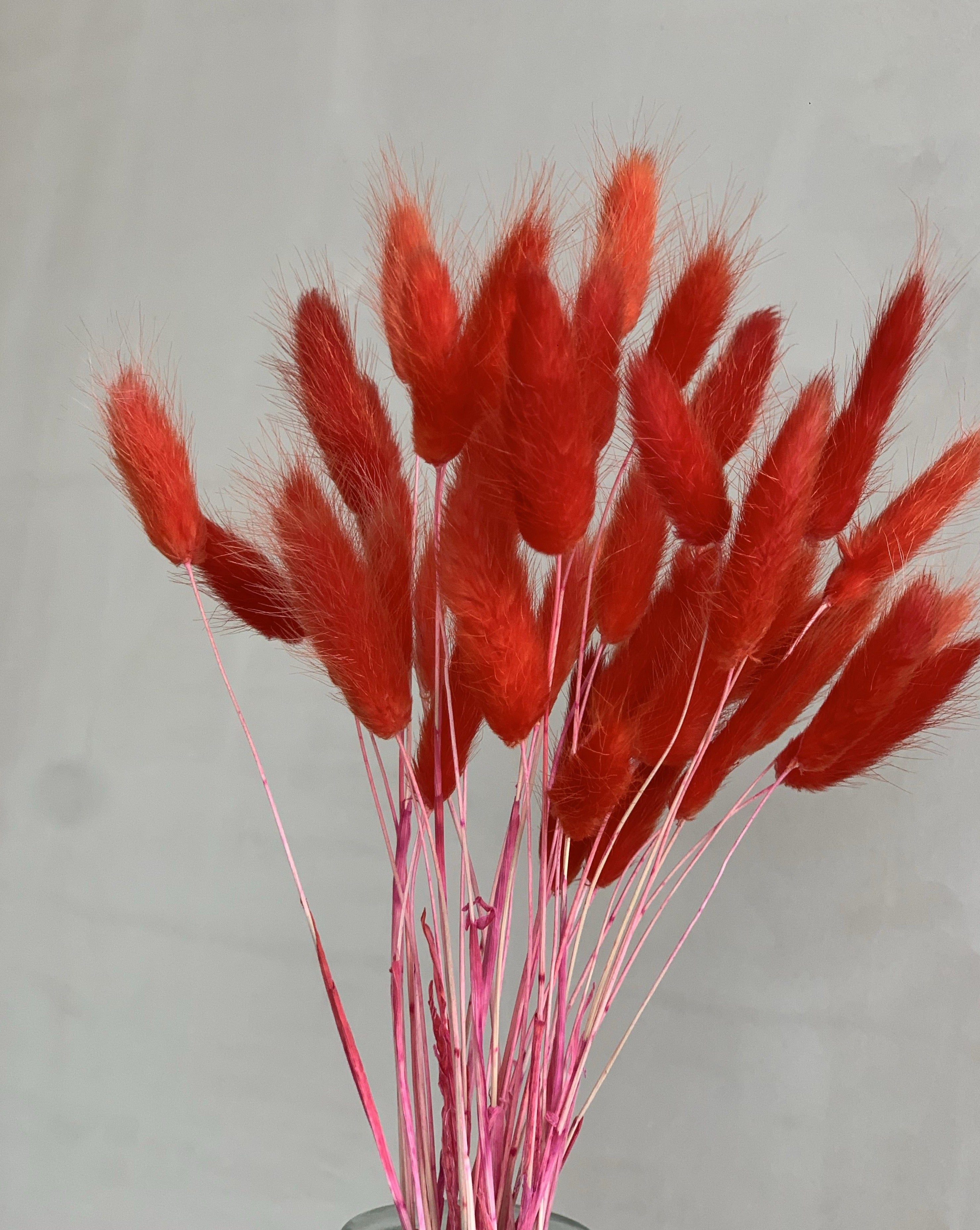 Red Bunny Tails