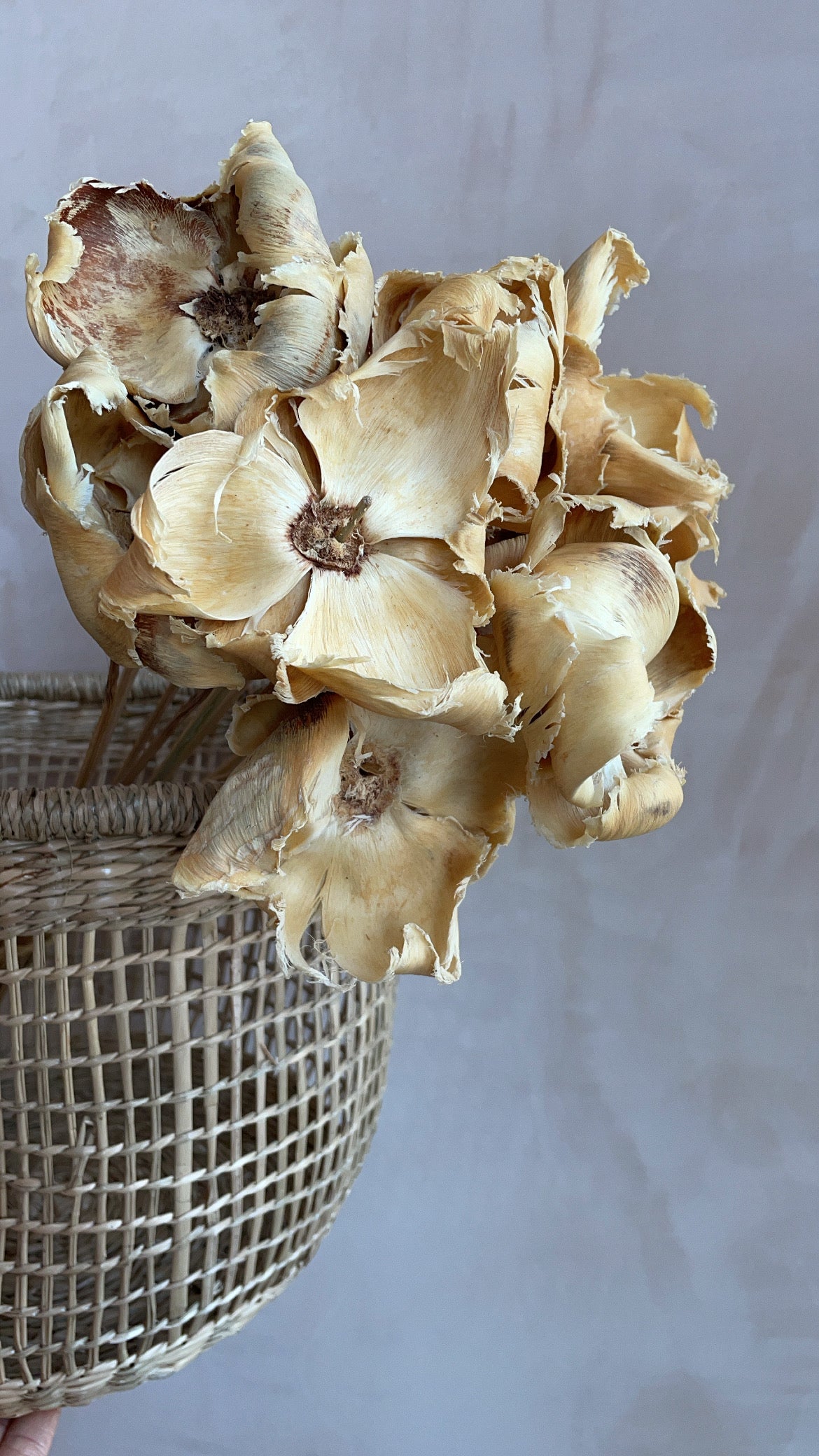 Dried Palm Caps Bunch